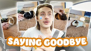 SURRENDERING THE RESCUE PIGS, OPENING A PACKAGE FROM GUINEA PIG JUNGLE & MORE!