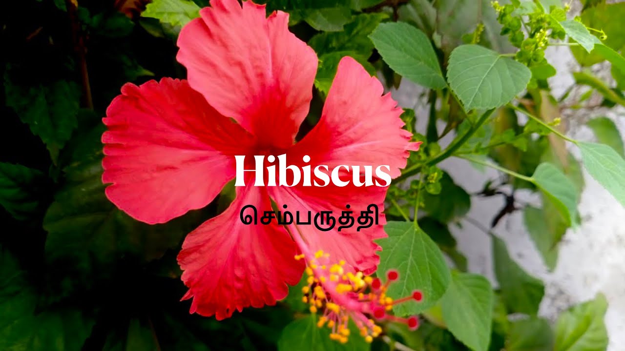 🌺Hibiscus Plant of the day hibiscus plantoftheday plant benefits