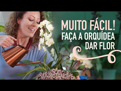 Vídeo: Como alimentar uma orquídea em casa?