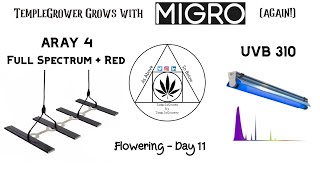 Update 1 - Does UV light increase terpene content in cannabis resin?!