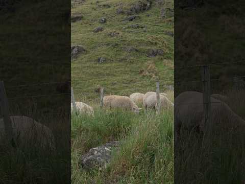 풀 뜯어 먹는 뉴질랜드 양