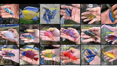 Cá ALi Thai marble ob - Thủy sinh nhiều màu sắc