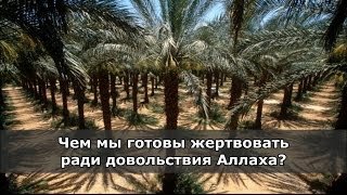 Чем мы готовы жертвовать ради довольствия Аллаха?