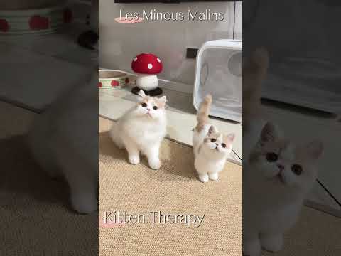 Kitten Therapy08 The