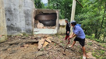 Cuộc Gọi Khẩn Cấp Của Người Dân Phát Hiện Rắn Hổ Mang Trong Nghôi Nhà Bỏ Hoang