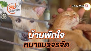 บ้านพักใจหมาแมวจรจัด | ลุยไม่รู้โรย