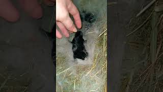 4-Day-Old Baby Bunnies! #urbanhomestead #rabbit #homestead #meatrabbit #kits #babybunnies