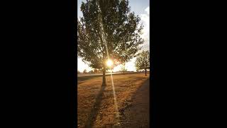 Free Video of a tree with the sun shining through the branches near sunset