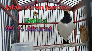 The surefire way to differentiate between male and female suren starlings || 99% accurate