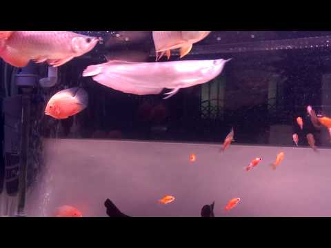 龍王爭覇20150527