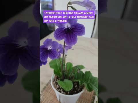 스트렙토카르푸스 뉴질랜드 앵초 보라+화이트 패턴 꽃 실내 플랜테리어 오래 피는 실내 꽃 연중개화 #shorts #스트렙토카르푸스 #실내꽃 #보라색꽃