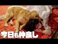 【大型犬仔犬のいる生活＃10】遠足と雛祭りの1日/生後11ヶ月