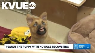 Puppy with no nose recovering at California shelter