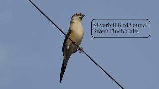 Silverbill Bird Sound | Sweet Finch Calls screenshot 2