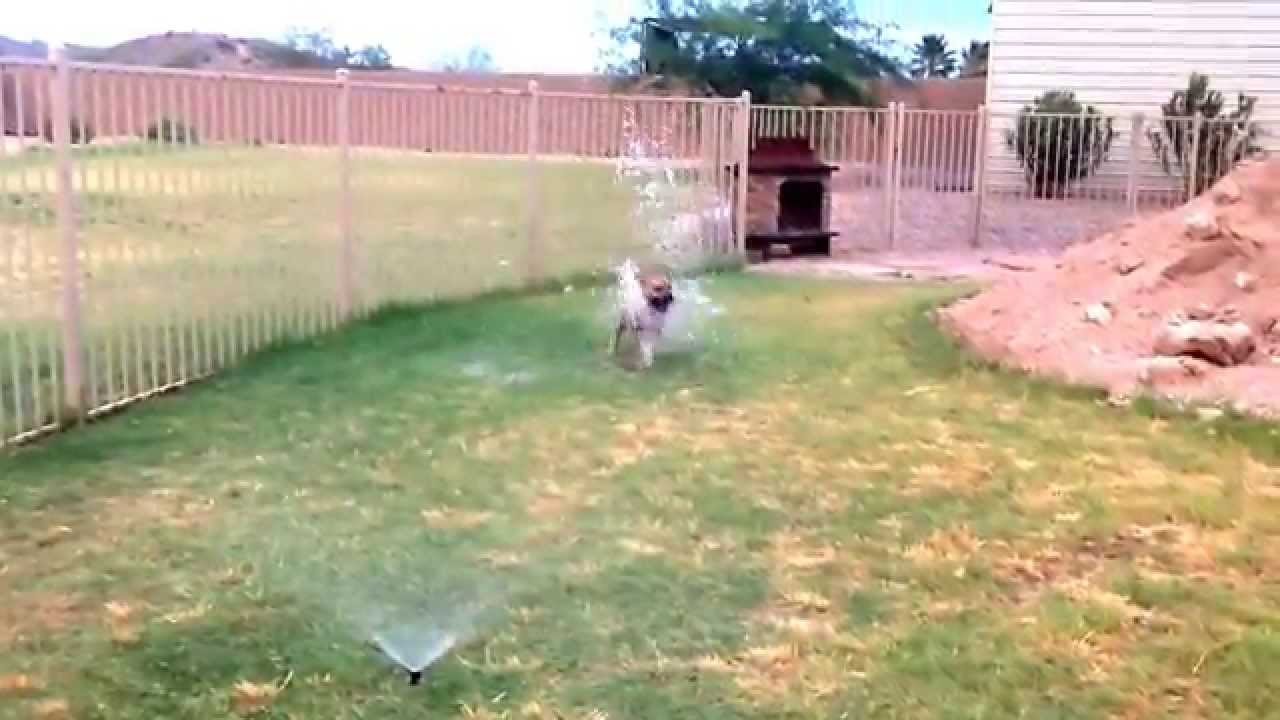 Sprinkler dog YouTube