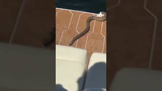 Snake jumps on boat in Lake Pleasant 🐍 #Arizona