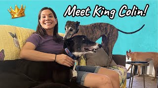We Adopted a Greyhound from Australia! by Hi, I'm Steph 2,211 views 5 months ago 8 minutes, 43 seconds