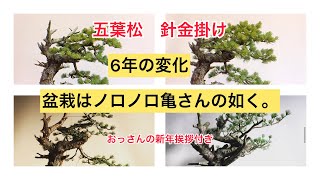 盆栽 五葉松、針金掛け 2024初動画。今年もよろしくお願いします