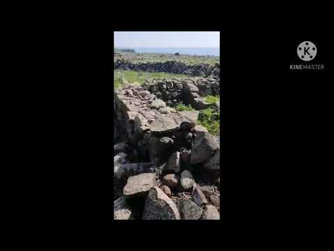 الزنغريه جيسي ٢