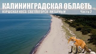 Путешествие в Калининградскую область. Часть 2. Куршская коса, Светлогорск, Янтарный.