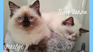 Should Cats Wear E-Collars After a Spay or Neuter?