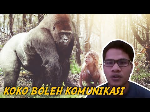 Video: Koko Hidup - Apa Itu?