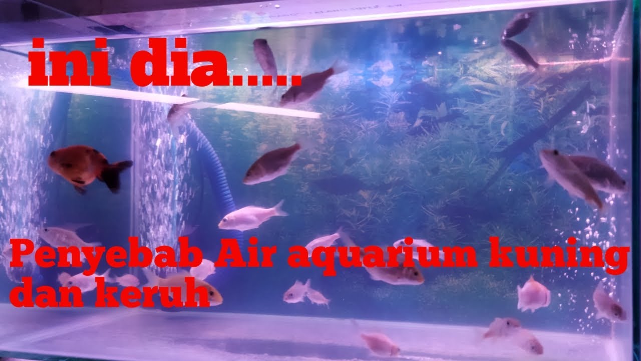 Penyebab Air Aquarium Kuning dan Keruh