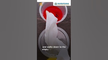 Capillary action in plants - Experiment with paper towel