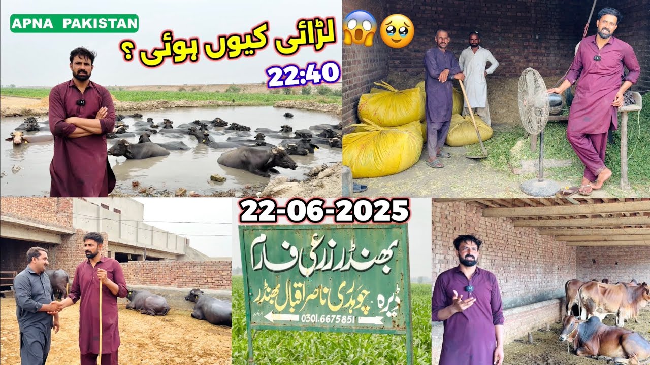 Waqar Bhinder  Zari & Dairy Faram Nankana Sahib !Punjab Mall Mandi Situation !Sheikhupura Mandi!