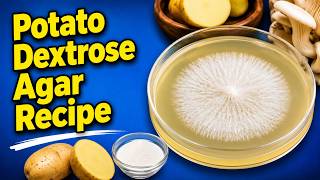Potato Dextrose Agar For Mushroom Cultivation