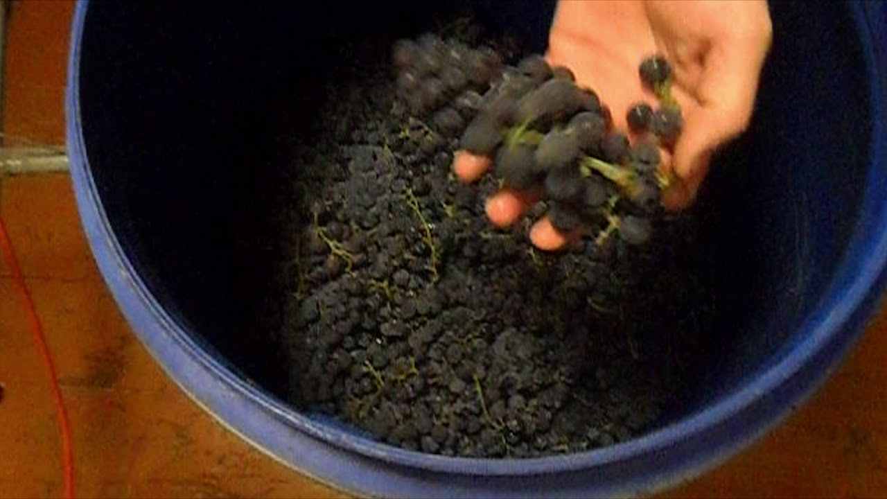 самодельное домашнее виноградное вино изабелла ч1