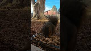 The Cute Munching on Peanuts #shorts #short #nature #shortsvideo #squirrels #animals
