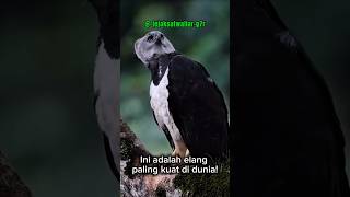 Elang Terkuat Di Dunia #youtubeshorts #shorts #viral #elang #faktaunik #vidio