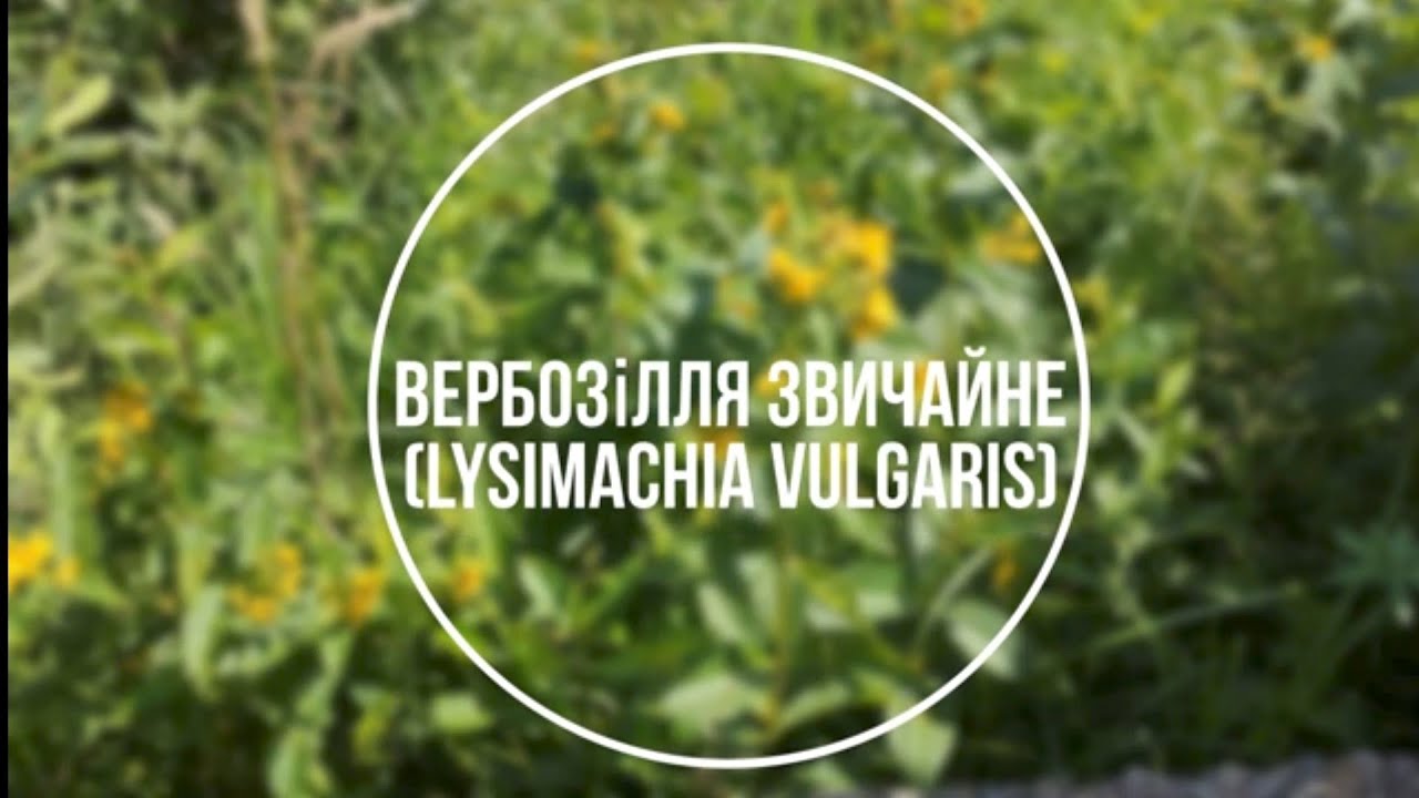 Вербозілля звичайне - (лат. Lysimachia vulgaris L.)
