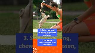 Dog Won’t Listen? This Brain Training Method Works FAST! Brain Training for Dogs Review #shorts