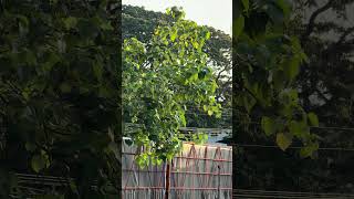 Afternoon ride at the Rusi Motor Cross Track in Cantil E ,Dumaguete the Philippines.   #CRF450R