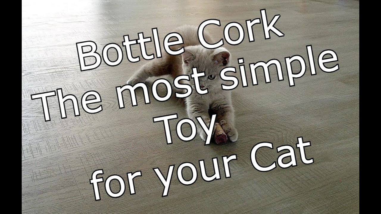 Bottle Cork the most simple Toy for your Cat
