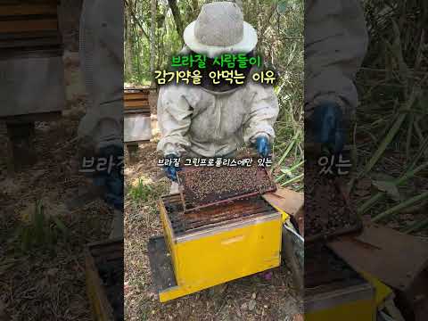 브라질 사람들이 감기약 대신 약국에서 사는 것