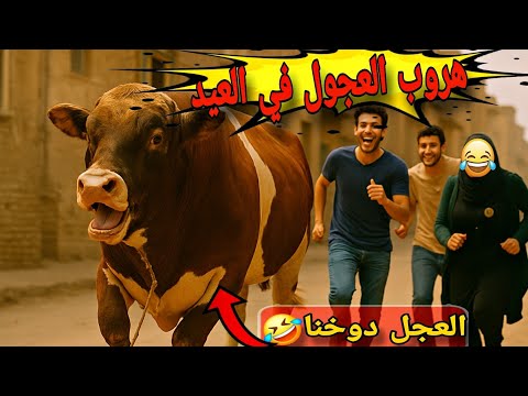 عجول حارتنا هربت في عيد الاضحي المبارك  هتموت من الضحك وتستغرب من قوتهم مواقف مضحكه عجول