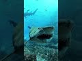 Sharks core.🦈🥰 #animalbreedfacts #scubatok#viralvideo #usa #sharks