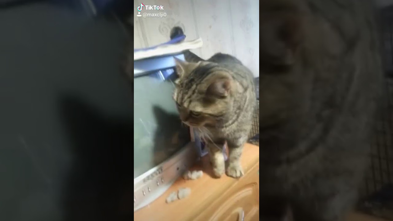 Картинки симбочки пимпочки младшего