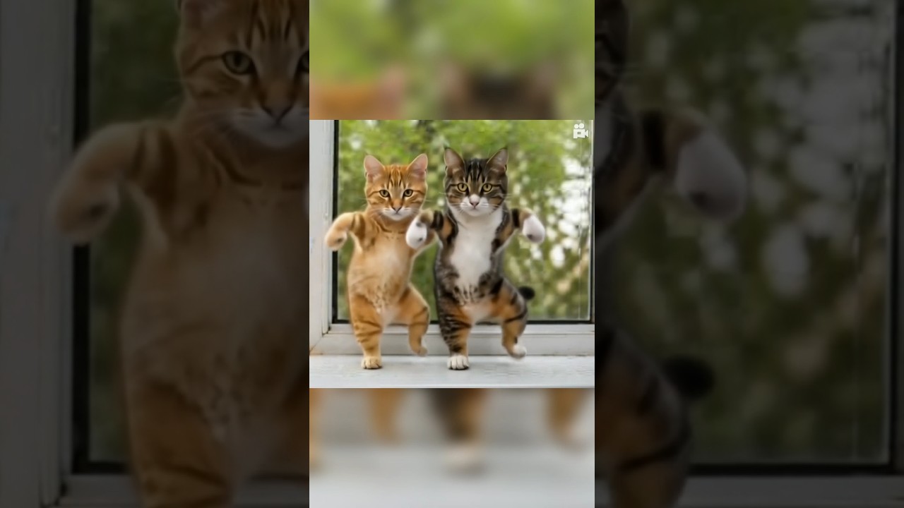 cat dance
