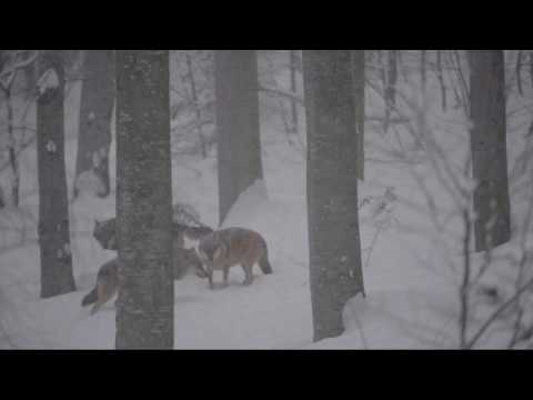 Pack of grey wolves (Canis lupus) howling in the snow, Germany.