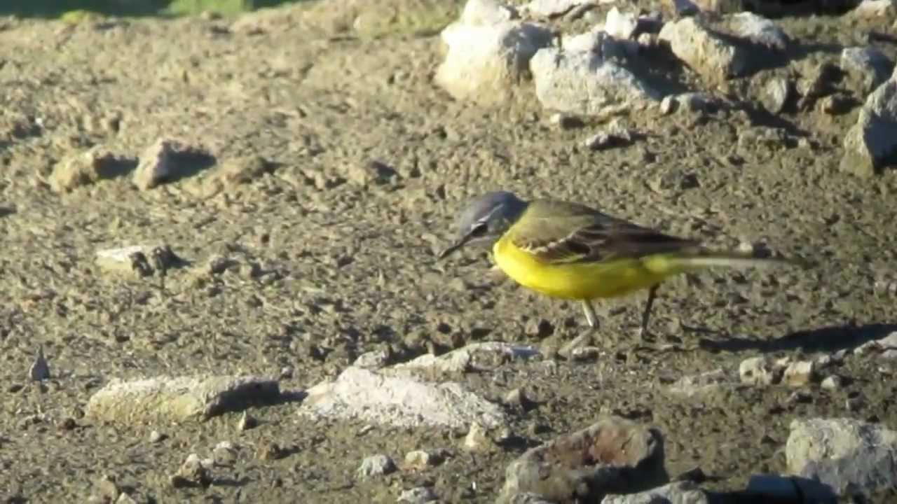 male Iberian Yellow Wagtail Motacilla flava iberiae, Malaga, Spain