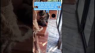 #sholawat #rezeki datang dari sagala arah #cat