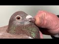 Dr arthur bricoux pigeons that conquer the pigeon world during ww1 descheemaecker pigeon center