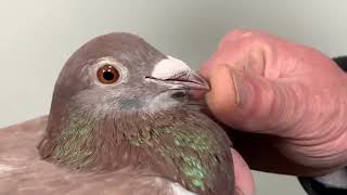 Dr. Arthur Bricoux Pigeons that conquer the pigeon world during WW1- Descheemaecker Pigeon Center