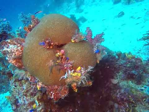 Full dive (2 of 2) at Melissa's Garden, northern Raja Ampat, on 22 Apr 2019 with the SMY Ondina