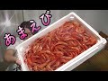 意外と知らない【あまえびの塩辛】作ってみた！