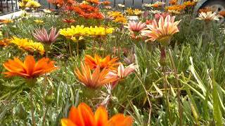 Bahçedeki çiçekler